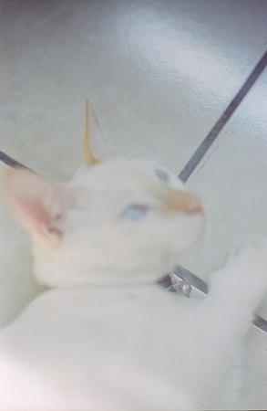 36 Abraham Castillo - Fujifilm 400 por Arca Film Lab (Junio 2025) - Rollo 1118