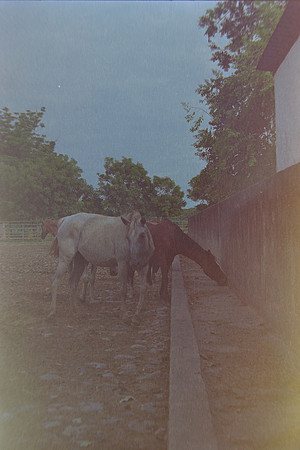 34 Christian Arriola - Kodak Gold 200 por Arca Film Lab (Agosto 2024) - Rollo 0232