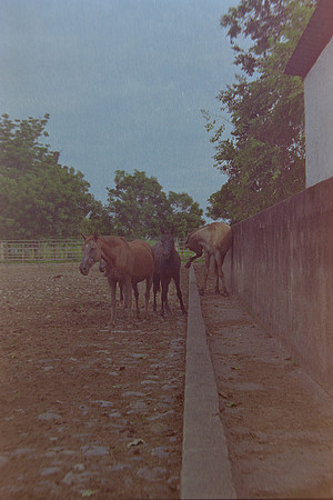 38 Christian Arriola - Kodak Gold 200 por Arca Film Lab (Agosto 2024) - Rollo 0232