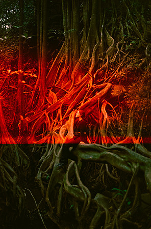 20 Karen Lucía Lara - Candido 200 por Arca Film Lab (Marzo 2025) - Rollo 0793