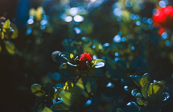 05 Carlos Quintero - Kodak Ektachrome 100 por Arca Film Lab (Marzo 2025) - Rollo 0772