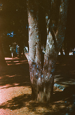 16 Carlos Quintero - Kodak Ektachrome 100 por Arca Film Lab (Marzo 2025) - Rollo 0772