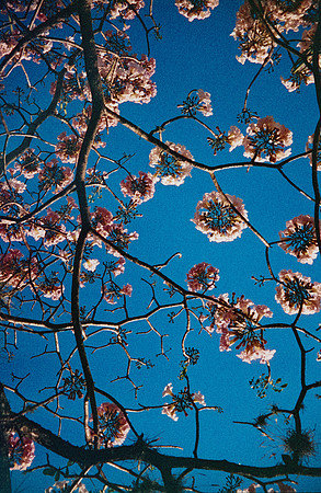 07 Natalia Mendoza - Harman Phoenix 200 por Arca Film Lab (Abril 2025) - Rollo 0930