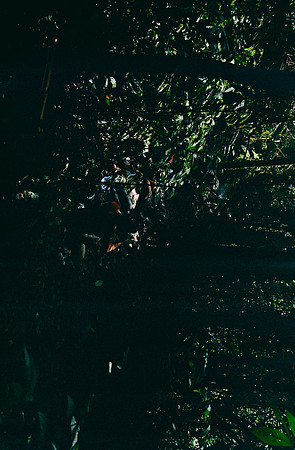 37 Sergio Gamargo - Kodak Gold 200 por Arca Film Lab (Febrero 2025) - Rollo 0851