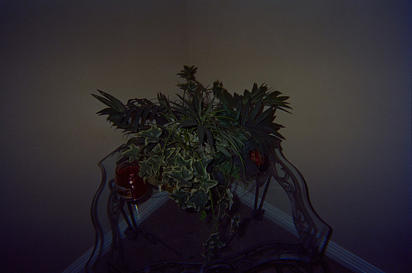 22 José González - Cinestill 800T por Arca Film Lab (Noviembre 2024) - Rollo 0468