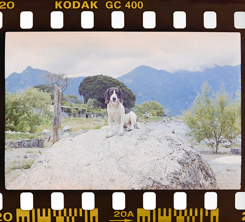 22 Yasemin Topcan - Kodak Ultramax 400 por Arca Film Lab (Octubre 2024) - Rollo 0391