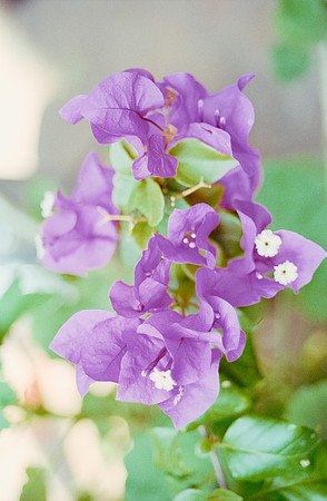 15 Carlos Castro - Fujifilm 400 por Arca Film Lab (Mayo 2025) - Rollo 1016
