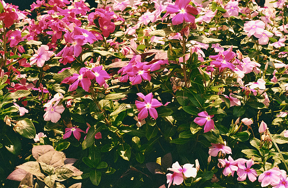 28 Marco Arriola - Fujifilm 200 por Arca Film Lab (Mayo 2025) - Rollo 1086