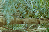 03 Rodolfo Madrigal - Kodak Portra 400 por Arca Film Lab (Junio 2025) - Rollo 1148