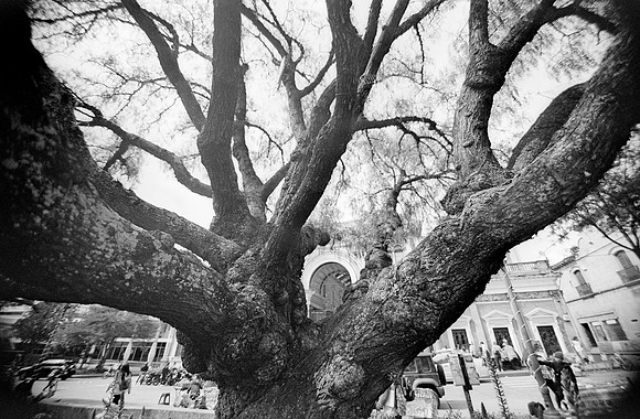 03 Fabriccio Díaz - Ilford XP2 por Arca Film Lab (Noviembre 2024) - Rollo 0502