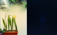 17 Karla Figueroa - Cinestill 800T por Arca Film Lab (Mayo 2025) - Rollo 1038