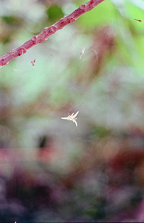 21 Shirley Rabanales - Fujifilm 400 por Arca Film Lab (Septiembre 2024) - Rollo 0373