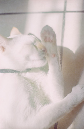 30 Abraham Castillo - Fujifilm 400 por Arca Film Lab (Junio 2025) - Rollo 1118