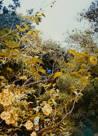 65 Steve Palma - Fujifilm 400 por Arca Film Lab (Enero 2025) - Rollo 0628